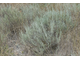 Полынь таврическая (Artemisia taurica), трава, Крым (30 мл) - 100% натуральное эфирное масло