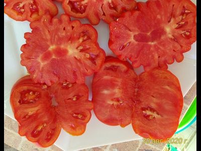 Томат Лев минусинский