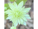 Anemonella thalictroides “Double Green”