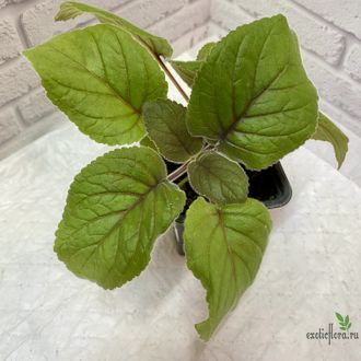 синнингия "HCY’s Sweet Beauty"