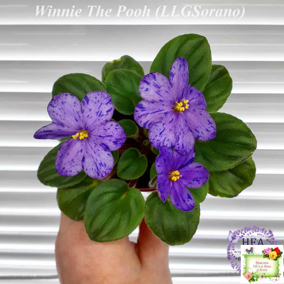 Winnie The Pooh (LLG/Sorano) (клакамас)