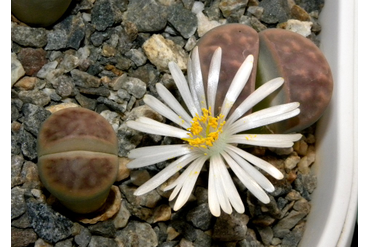 Lithops karasmontana v. lericheana C267
 