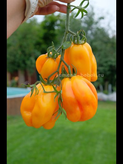 Томат Drapee (Драпированный), 10 шт