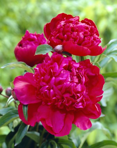 Пион травянистый  Инспектор Лаверн