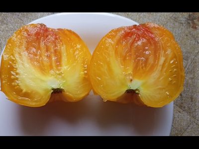 Томат Золото Алтая