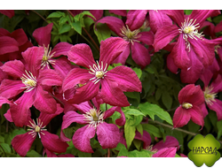 КЛЕМАТИС "Madame Julia Correvon"/"МАДАМ ДЖУЛИЯ" саженец 3 года/3 группа обрезки