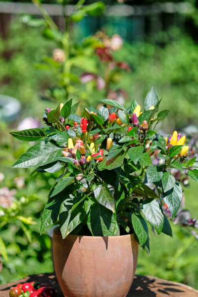 Перец острый BRW Claster, 10 шт