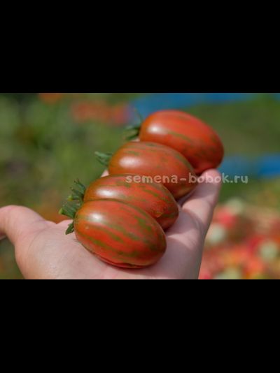 Томат Dwarf Audrey’s Love Tomato (Гном Любовь Одри), 10 шт