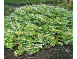 Пихта корейская Флигенде Унтертас (Abies koreana Fliegende Untertasse), 2,0 л