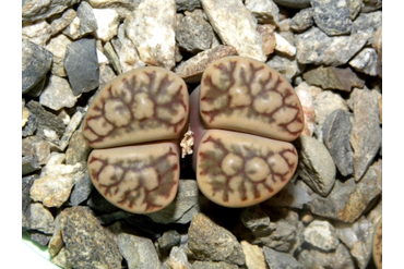 Lithops bromfieldii v. mennellii C283 
 