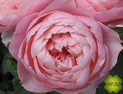 РОЗА АНГЛИЙСКАЯ ЗЕ АЛНВИК РОЗ. СИЛЬНАЯ И УСТОЙЧИВА К БОЛЕЗНЯМ