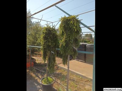 Ель Инверса - Inversa