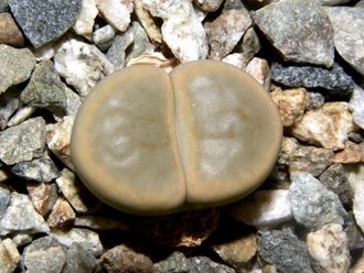 Lithops schwantesii v.marthae C299 - 10 семян