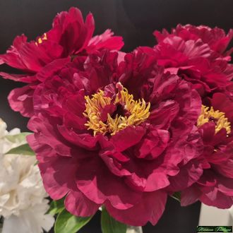 Paeonia Old Faithful