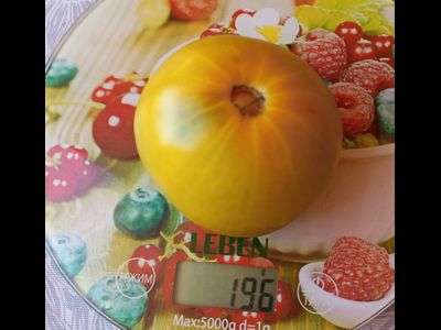 Томат Мшистый дуб (Mossy Oak)