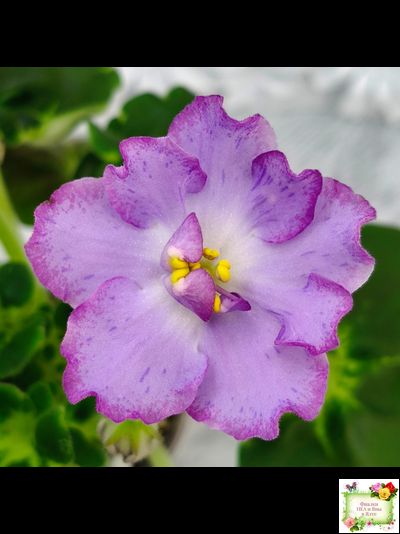 АВ-Девочка с Севера (Фиалковод) 2021 г. (лист посажен 04.09.25)