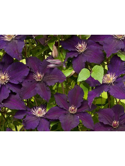 Клематис Распутин (RASPUTIN) контейнер 0,8л