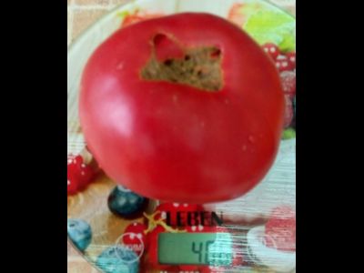 Томат Кубанский домашний розовый