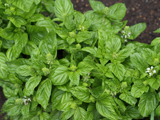 Базилик сладкий, линалоольный (Ocimum basilicum) 5 мл - 100% натуральное эфирное масло