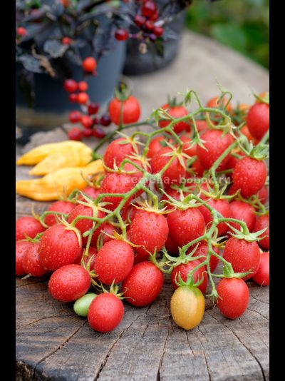 Томат Гроздевой Корбарино ( A Grappoli Corbarino), 10 шт