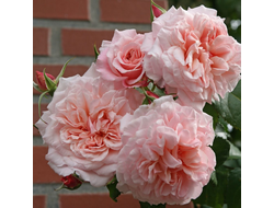 Розе де Толбиак