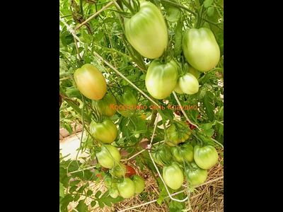 Томат Косентино сел Клауди (Cosentino sel Claudia), Италия