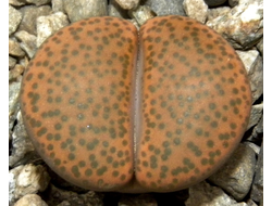 Lithops fulviceps (Литопс фульвицепс)