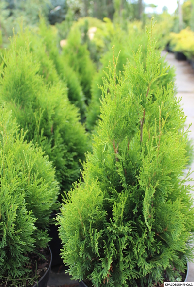 Туя Микки - Miky