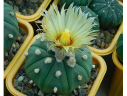 Astrophytum ASNUD cv.Ooibo (1055) - 10 семян