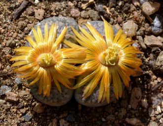 Lithops verruculosa C229B - 10 семян