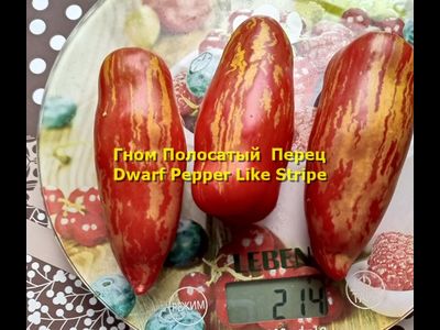 Томат Гном Полосатый перец  (Dwarf Pepper Like Stripe)