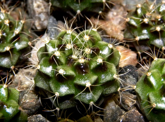 Gymnocalycium damsii ssp.evae v.rotundulum VoS-048 - 5 семян