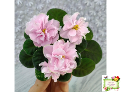 АВ-Амур и Розы (Фиалковод) 2023 г.