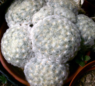 Mammillaria Plumosa