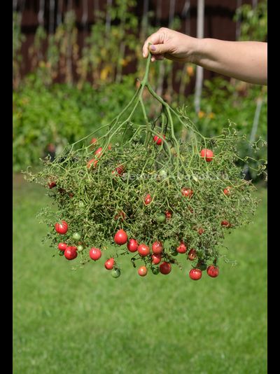 Томат Козула 14 Мегагрон, 10 шт