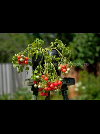 Томат ампельный Korean Creeping (Корейский Стелющийся), 10 шт