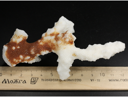 Коралл белый, коллекционный образец, Китай (120*60*40 мм, 55 г) №37701