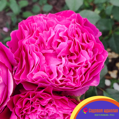 Вентило (Ventilo)