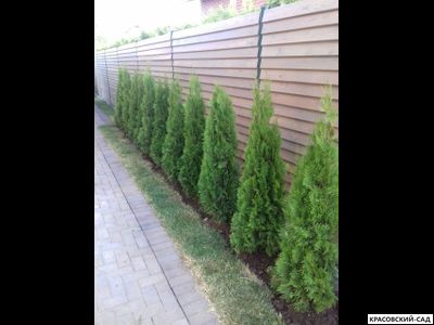 Туя Смарагд - Smaragd 160 см