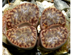 Lithops bromfieldii v.insularis C043 form (MG)   - 10 семян