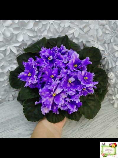 МТ-XXL Эльф (М. Тотиева) 2022 г. (сортовой стартер)