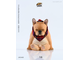 Французский бульдог (рыжий) - Коллекционная ФИГУРКА 1/6 scale French bulldog (JXK045E) - JXK