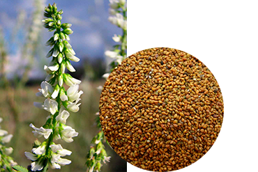 Донник белый