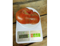 Томат Лавандовое озеро (Lavender Lake)