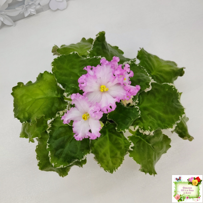 Nik-Обыкновенная Богиня (Н. Булко) 2023 г. (сортовая омоложенная розетка)