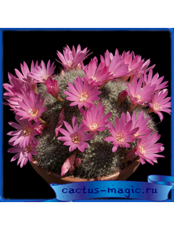 Rebutia senilis v. lilacinorosea