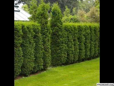 Туя Колумна - Columna