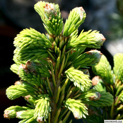 Ель сербская Певе Тижн