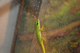 Мадагаскарский дневной геккон, Фельзума Мадагаскарская, Phelsuma madagascariensis