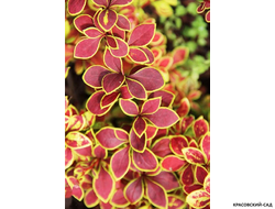 Барбарис тунберга Coronita